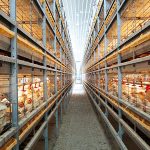 BroMaxx-broiler-colony-system-two-rows-2